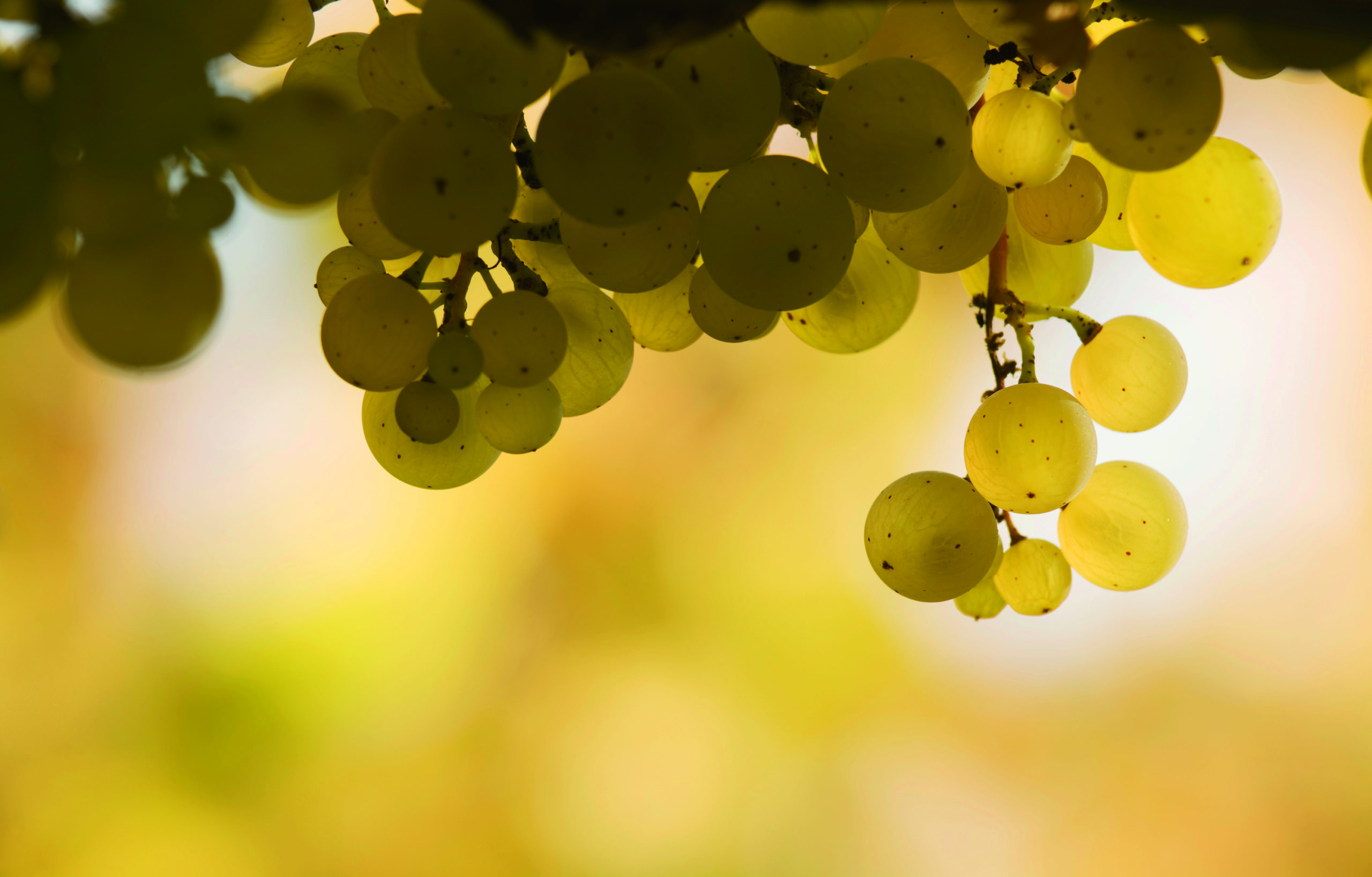 Chasselas